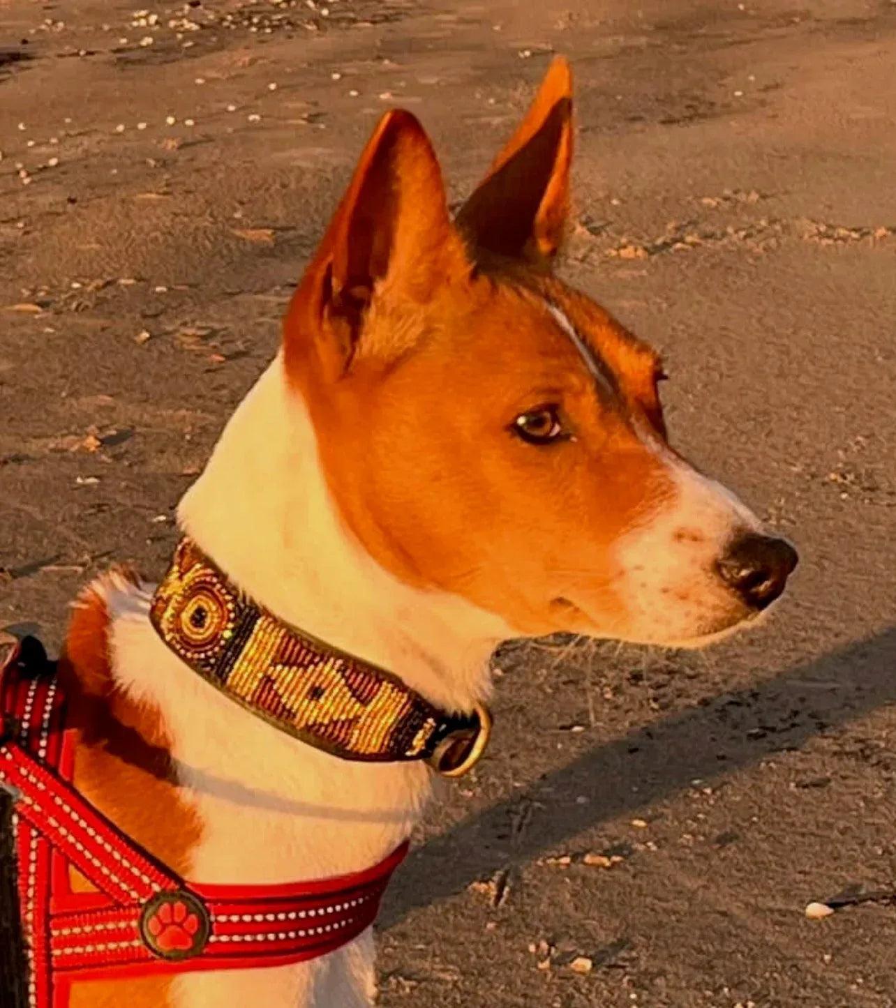 Hundehalsband Maasai Perlen (alle Designs) - Glam & Gallop