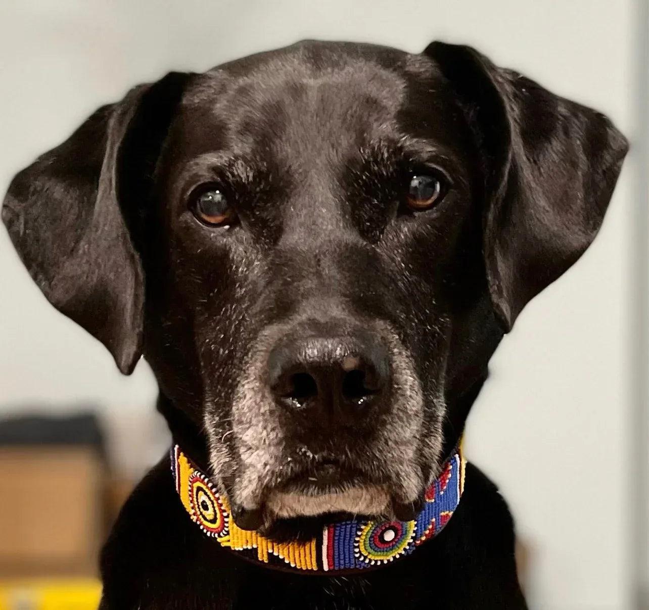 Hundehalsband Maasai Perlen (alle Designs) - Glam & Gallop