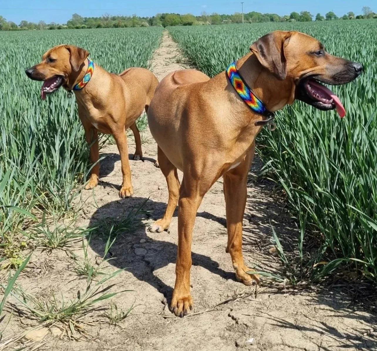 Hundehalsband Maasai Perlen (alle Designs) - Glam & Gallop