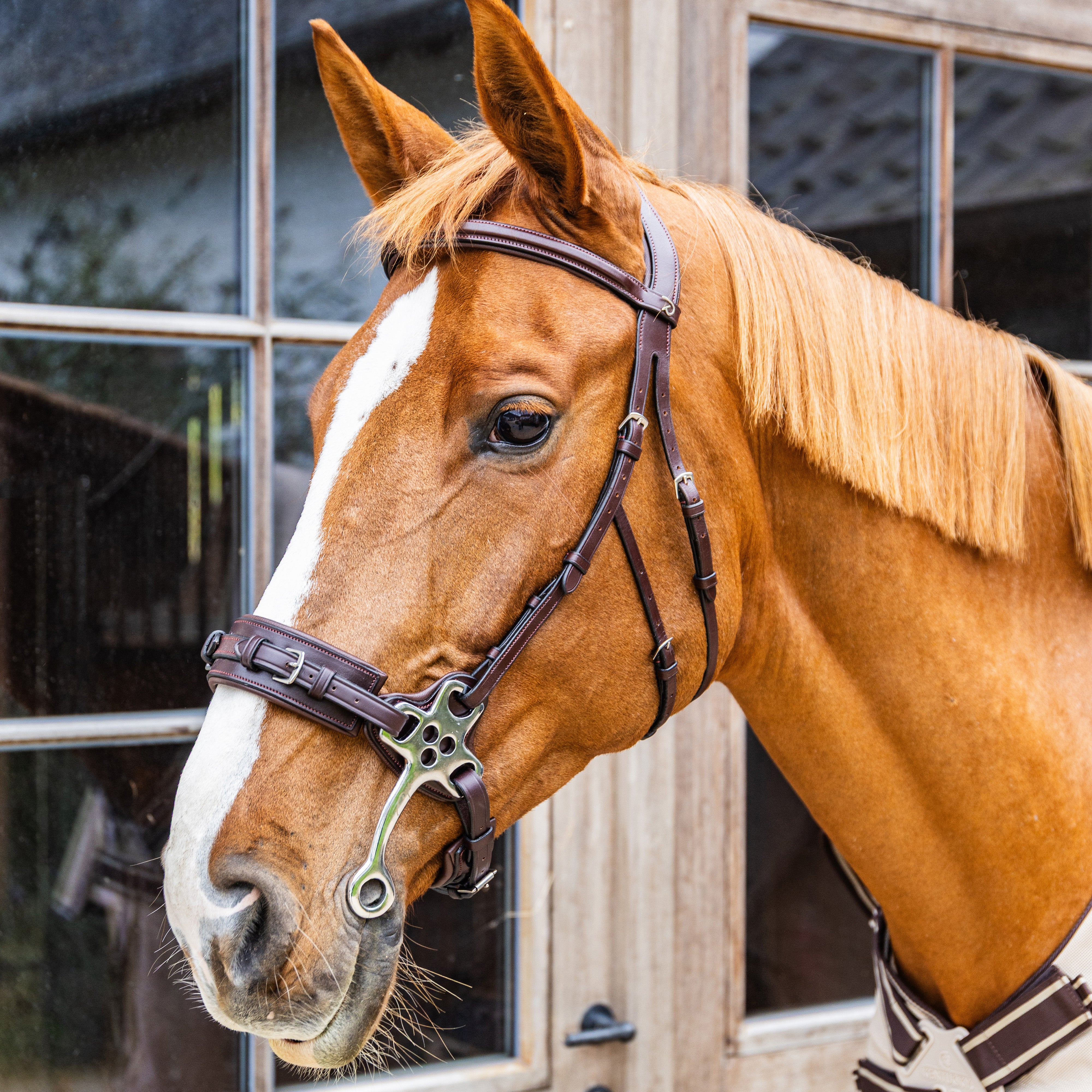 Hackamore