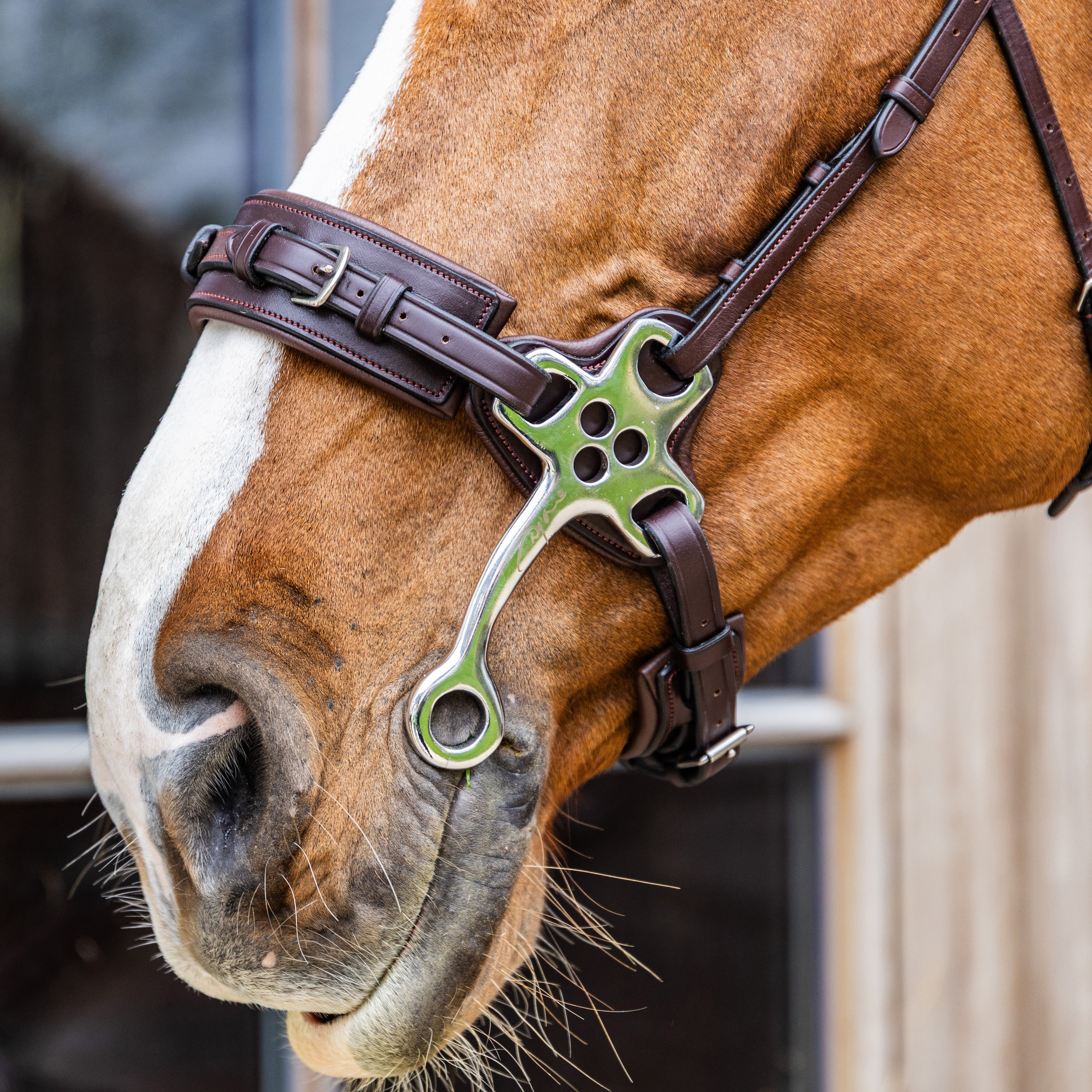 Hackamore