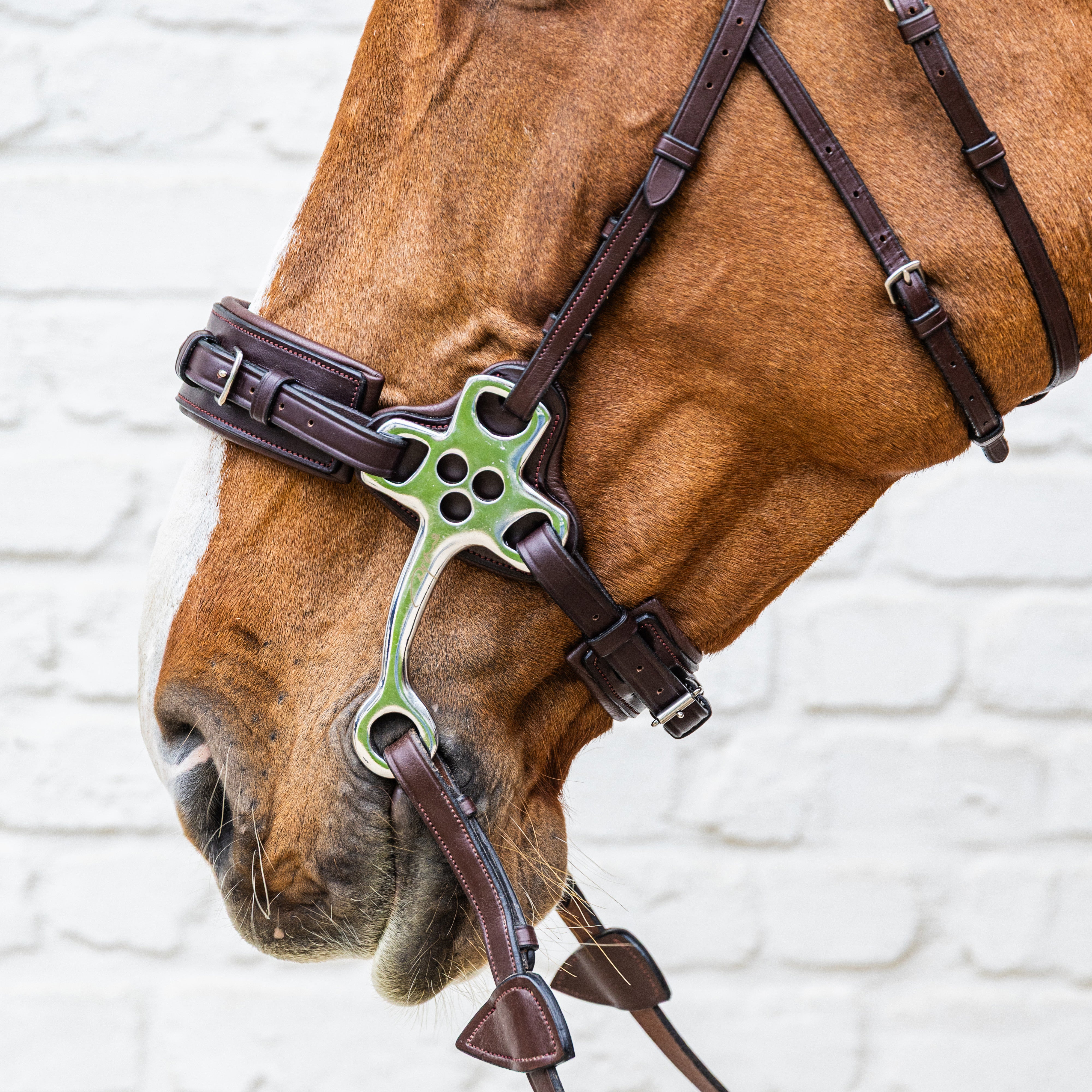 Hackamore