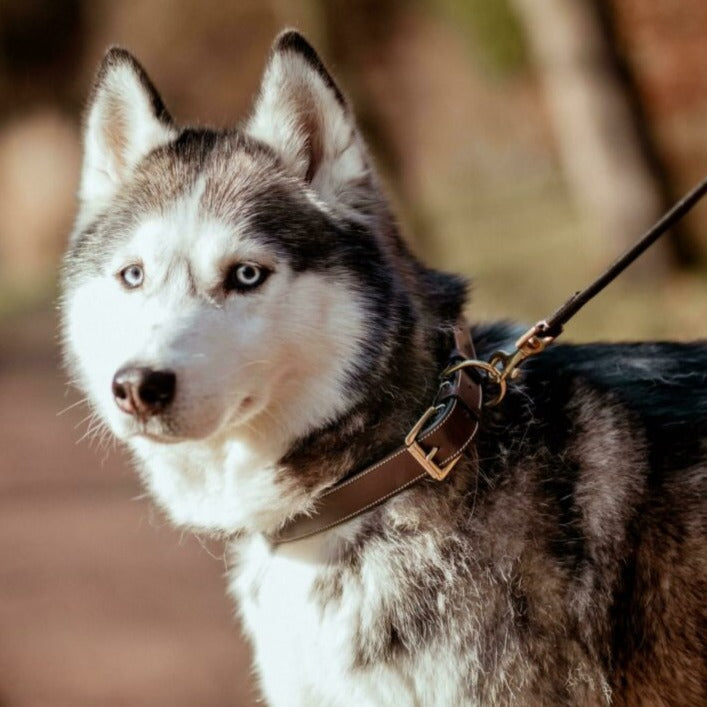 Hundehalsband Flat