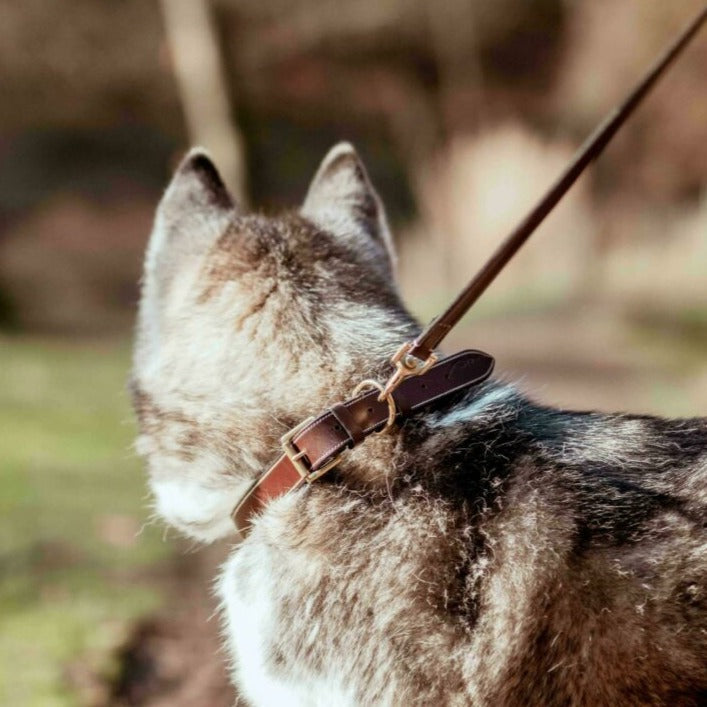 Hundehalsband Flat